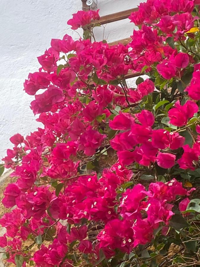 Apartament Cortijo Perejil, A Tranquil Mountain Escape & Private Pool Oria Zewnętrze zdjęcie